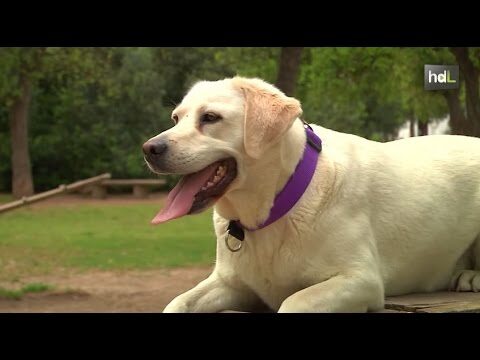 Servicio de Veterinario a Domicilio en Quer&eacute;taro: Cuidado veterinario conveniente y personalizado