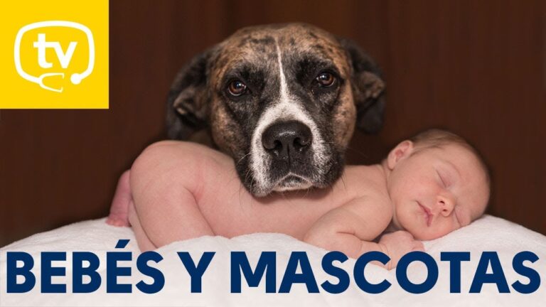 Consejos para cuidar y entrenar a mascotas bebés de manera óptima