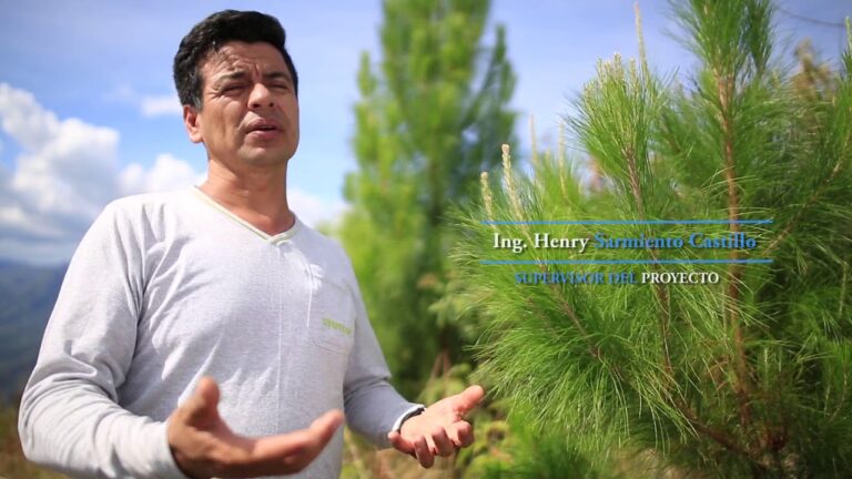 Proyecto de Reforestaci&oacute;n: Transformando una Comunidad