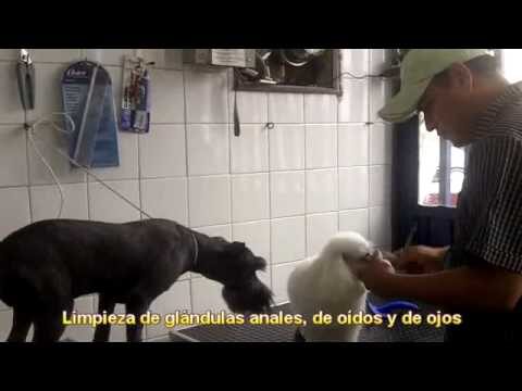 El Hospital Central Veterinario de Quer&eacute;taro: Cuidado especializado para tu mascota