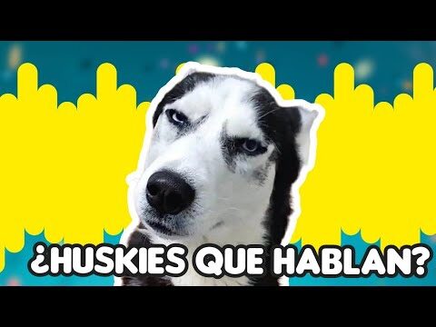 Woofing en M&eacute;xico: Descubre la experiencia de trabajar y viajar con perros
