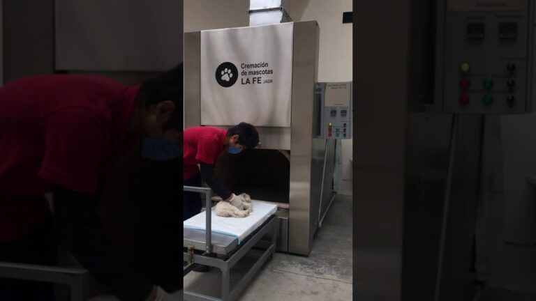 Cremaci&oacute;n de mascotas en Saltillo: Una opci&oacute;n respetuosa y digna para despedirse de tu compa&ntilde;ero fiel