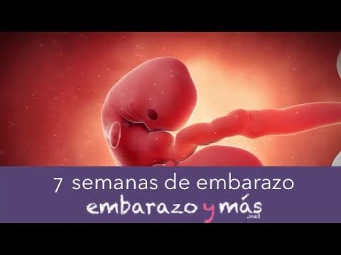 Conversi&oacute;n de 7 semanas a meses: Descubre cu&aacute;nto tiempo equivale