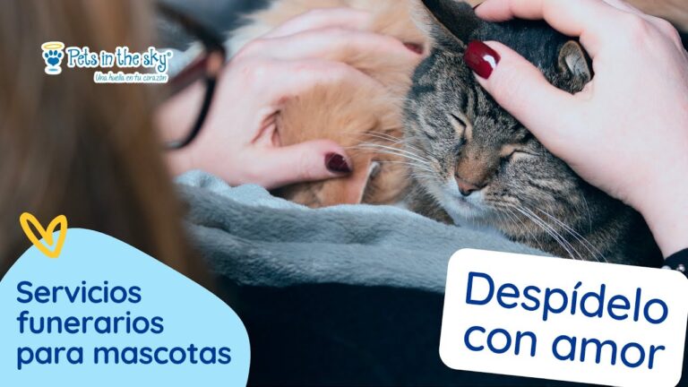 Cremaci&oacute;n de Mascotas Gratis en Monterrey: Una Opci&oacute;n Optimizada y Conveniente