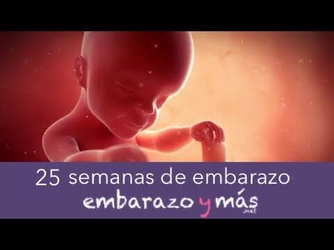 &iquest;Cu&aacute;ntos meses son 25 semanas?
