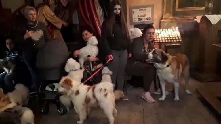 Jr Mascotas An&aacute;huac: La Mejor Opci&oacute;n para el Cuidado de tus Mascotas