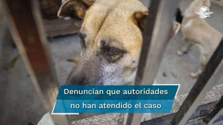 Servicios veterinarios de calidad en Chimalhuac&aacute;n: &iexcl;Cuide a su mascota con los mejores!