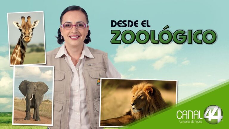 El Hospital Veterinario Chapultepec Norte: Cuidado especializado para mascotas