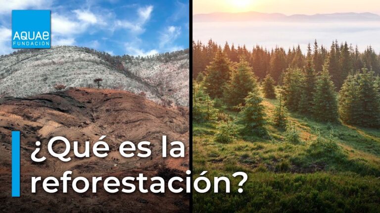 Los beneficios de la tala de &aacute;rboles: Un enfoque optimizado y conciso