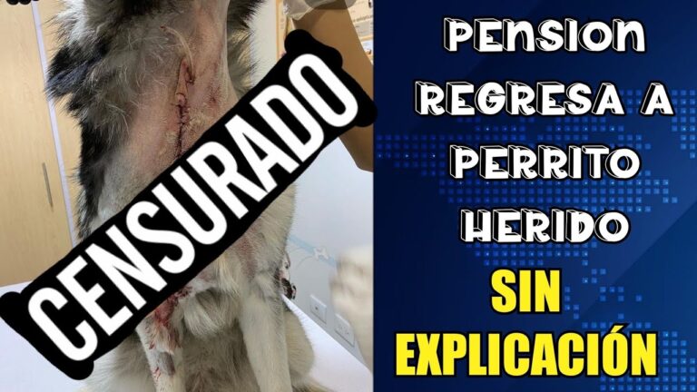 Servicio de pensiones para perros en Puebla: Cuidado &oacute;ptimo y confiable