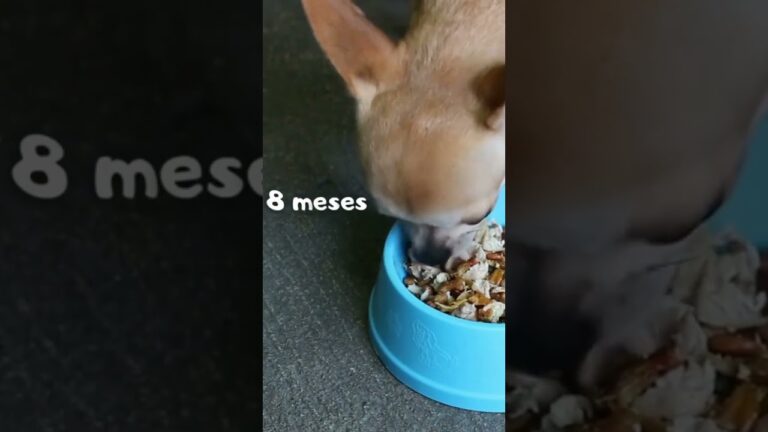 A qu&eacute; edad deja de crecer un Chihuahua: Descubre cu&aacute;ndo alcanzan su tama&ntilde;o m&aacute;ximo