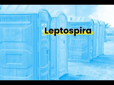 La vacuna de leptospira para perros: una protecci&oacute;n esencial