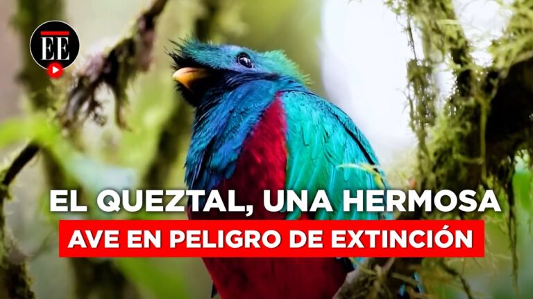 &iquest;Cu&aacute;ntos quetzales quedan? Descubre la respuesta aqu&iacute;
