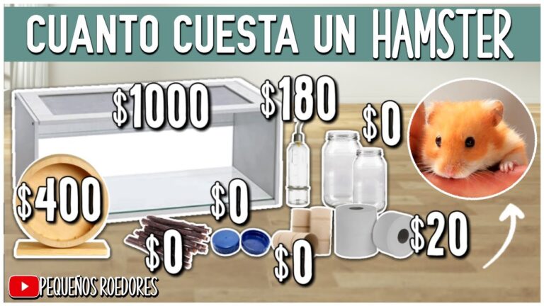 Precio De Un Hamster En Mexico