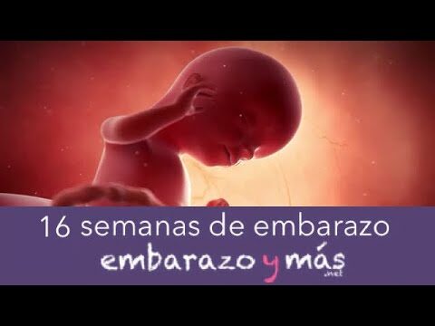 ¿Cuántos Meses Son 16 Semanas?