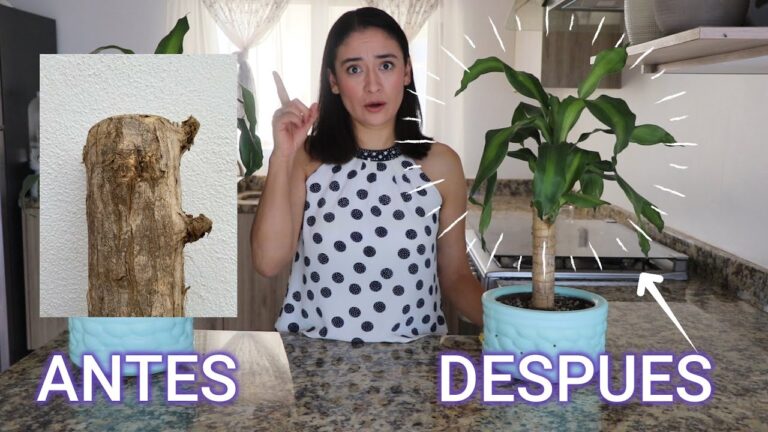 Beneficios del t&eacute; de Brasil: Para qu&eacute; sirve